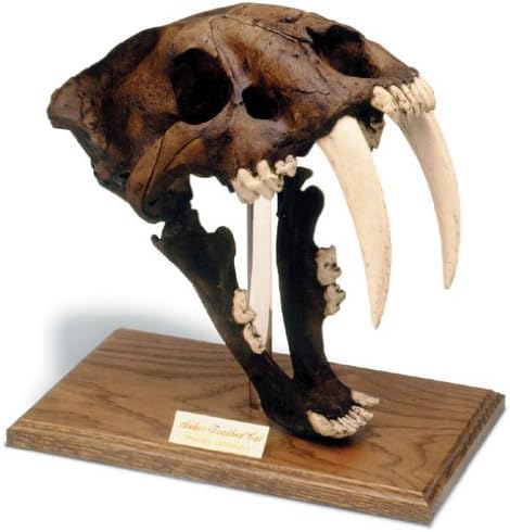 Saber Tooth Tiger Skull W/Stand - Tarpit Finish
