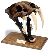 Saber Tooth Tiger Skull W/Stand - Tarpit Finish