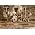 Thumbnail image of The Waterboys