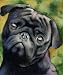 "Black Pug" Dog Art Print Signed by Artist DJ Rogers