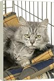 Box Canvas Print of Cat. Tiffanie cat. Mother lying in cage with kitten (6 weeks old) from Ardea
