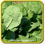 1 Oz Mustard Seeds - 'Tendergreen' Bulk Vegetable Seeds thumbnail