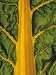 Close-Up of a Swiss Chard Leaf Showing its Veins, 'Rainbow' Photographic Poster Print by David Cavagnaro, 18x24