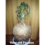 Rare Fockea Bonsai Plant - 5" Clay Pot - Limited Supply