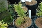 Pinus Contorta 'Chief Joseph'- Pot Size #1 Gal.