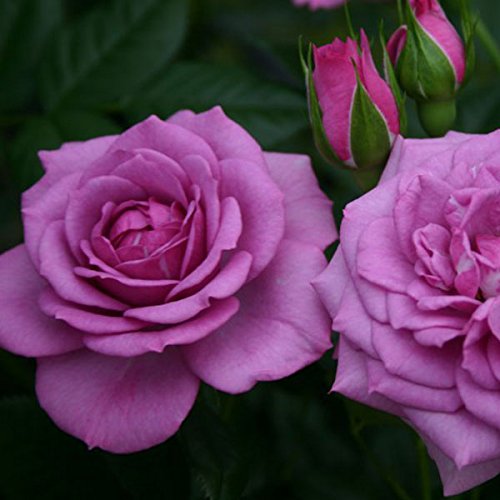 Lavender Veranda Rose Reblooming Lavender Container Rose Grown Organic 4 Lavender Veranda Rose Reblooming Lavender Container Rose Grown Organic 4