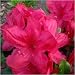 Azalea Mothers Day
