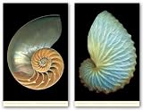 Chambered and Paper Nautilus Set by Harold Feinstein 36