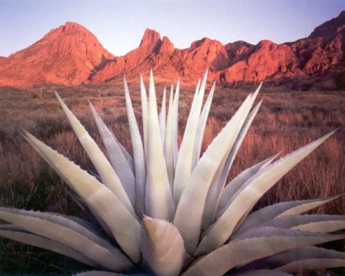Century Cactus Plant