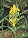 Close-Up of an Iris Flower (Iris Pseudacorus) Photographic Poster Print by A. Moreschi, 12x16