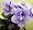 Mickey Mouse Miniature African Violet - 2" pot
