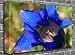 Blue Wild Plantain Flower Canvas Art Canvas Print Picture print Size: (32