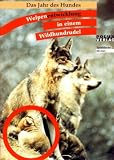 Das Jahr des Hundes - Welpenentwicklung in einem Wildhundrudel