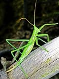 Predatory Bush Cricket, Park of Capanne Di Marcarolo, Italy Photographic Poster Print by Emanuele Biggi, 18x24