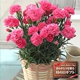 ¡ÚÁ÷ÎÁ̵ÎÁ¡ªÊì¤ÎÆü¥®¥Õ¥È¡Û¥«¡¼¥Í¡¼¥·¥ç¥ó5¹æÈ(¥Ô¥ó¥¯)¡Ú5/12~5/13¤ªÆÏ¡Û