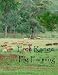 Free Range Pig Farming - Starting Out