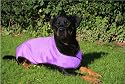 Prestige Cool Coat for Dogs, L, Purple