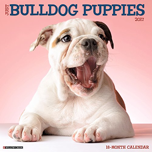 Just Bulldog Puppies 2017 Wall Calendar