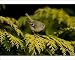 Photographic Prints of CK-4550 Goldcrest - perched in Leyland Cypress from Ardea Wildlife Pets