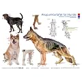 Tierakupunktur Akupunkturtafel f�r Hunde