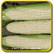 White Hybrid Sweet Corn Seeds - 'How Sweet It Is' Vegetable Seed Packet (100 Seeds)