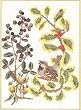 Thea Gouverneur Holly Berry Bird Cross Stitch Kit 911