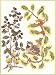 Thea Gouverneur Holly Berry Bird Cross Stitch Kit 911