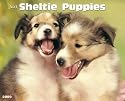 Just Sheltie Puppies 2009 Calendar