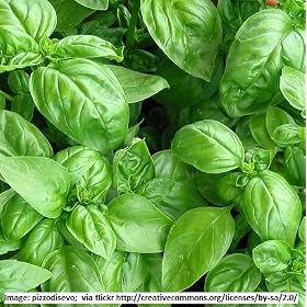 Basil - Sweet Basil - 'True Italian Basil' - 700 seeds