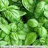 Basil - Sweet Basil - 'True Italian Basil' - 700 seeds