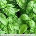 Basil - Sweet Basil - 