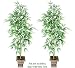 TWO 7' Bamboo Artificial Trees with Shoots, with No Pot