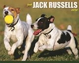 Jack Russells 2010 Wall Calendar 13 X 10.5