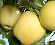 Dorsett Golden Apple Tree -- 12 by 12 Inch Container