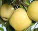 Dorsett Golden Apple Tree Five Gallon Container