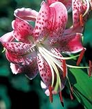 Rubrum Lily 2 Bulbs - Heirloom - Fragrant Old Time Favorite - B000OEC59G