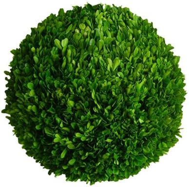 Boxwood Ball Desk Top Plant Size: 16" H x 16" W x 16" D