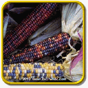 Ornamental Corn Seeds - 'Fiesta' Vegetable Seed Packet (100 Seeds)