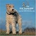 Books : Wire Fox Terriers 2009 Wall Calendar