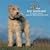 Wire Fox Terriers 2009 Wall Calendar