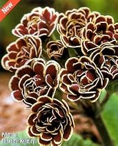 Elizabeth Killelay Primrose - NEW - Shade - Potted