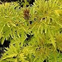 Sutherland Gold Elderberry - Sambucus - NEW - HARDY