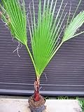 ワシントンヤシ 苗木 リゾート庭木 全長50CM前後