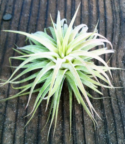 Tillandsia 