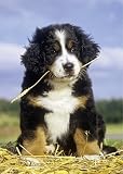 Unsere Hunde 2010. Postkarten-Kalender