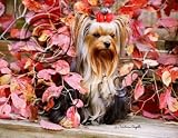 Yorkshire Terrier Yorkie Mouse Pad