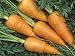Carrots, Red Cored Chantenay Variety (Daucus Carota) Photographic Poster Print by Wally Eberhart, 12x16