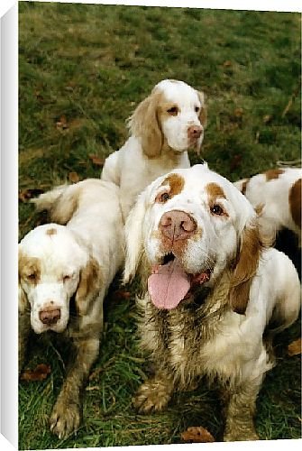 Canvas Prints of Clumber spaniels from Country Life 