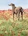 Greyhound Dog Art Print Signed by Artist DJ Rogers