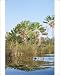 Photographic Prints of AEB-2966 South Madagascar - Travellers Palm from Ardea Wildlife Pets